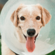 Brown dog wearing a clear plastic animal health cone.