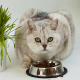 Grey cat eating cat food from a silver bowl