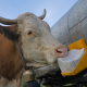 White and brown cow with cattle minerals & supplements block