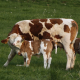 Cow & Calf Feed category image with white and brown cow and calf in green grass