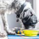 Grey and white dog eating dog food from yellow bowl