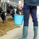 Person Holding Feed Pail for Farm Supplies While Cows Feed