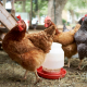 Brown Chickens and Poultry Feeders