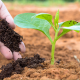 Person Hand Applying Fertilizer to Plant