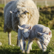 White sheep with two white lamb feeding in a green field for goat and sheep feed category.