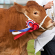 Brown Cow with Winning Ribbon for Grower & Finisher Cattle Feed Category