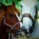 Brown horse and white horse eating hay for horse feed category.