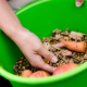 Hand Scooping Pelleted Horse Feed from Green Pail