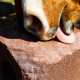 Brown Horse with Horse Tubs & Blocks