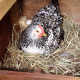 Black and White Chicken in Nesting Box - Layer Feed Category