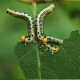 Two Caterpillars on Green Leaves for Insecticides