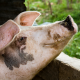 Black and White Pig for Swine Show Feed