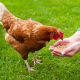 Brown Chicken Eating Poultry Feed From Person's Hands