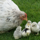 White Hen with Four Chicks on Grass for Starter Feed Category