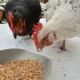 One White Chicken and One White Chicken Pecking Poultry Supplements in Bowl