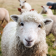 White Sheep in Foreground of Pasture with Other Sheep for Sheep Feed