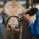 Cattle show feed category image with tan cow wearing bridle being held by woman's hand with blue shirt