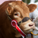 Brown Cow with Red Prize Ribbon for Show Feed Category