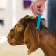 Brown Goat with Blue Collar for Goat Show Feed