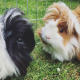 Black and White Guinea Pig with Brown and White Guinea Pig on Grass for Small Animal Feed & Supplies