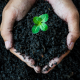 Black Soil with Plant in Hands