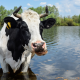 Black and White Cow Drinking at Pond for Stock Tank Category