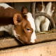 Brown and White Calf Eating Weaned Calf Feed