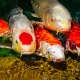 Group of White and Orange Koi for Aquatic Feed Category