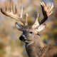 Deer with Large Antlers for Wildlife Feed Category