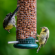 Two Yellow and Grey Birds Eating Wild Bird Feed