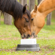 Bay and Palomino Horses with Salt/Mineral Block for Horse Supplements & Treats Category