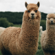 Brown Llamas for Exotic Feed Category Image