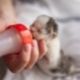 Small black and white kitten nursing milk replacer from bottle