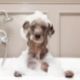 Small dog in bath tub covered in shampoo & conditioner soap bubbles