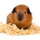 Guinea pig sitting on bedding shavings