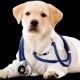 Wellness dog in white coat and stethescope