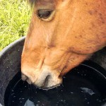 300px-Drinking_horse.jpg