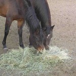 300px-HorsesAndHay.jpg