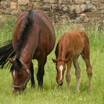 300px-Trakehner_mare_and_foal.jpg