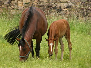 Trakehner. Such beautiful horses here!