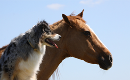Ranch dog and brown horse Feed Products