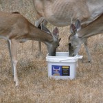 Deer Eating QD Mineral 2A