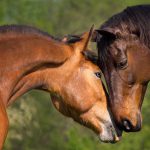 Horse love