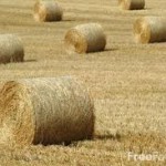 freehaypic