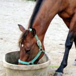 feed horse