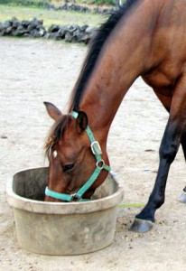 Argyle Horse Supplies. Brown mare eating from trough.