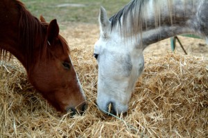 Horse feed