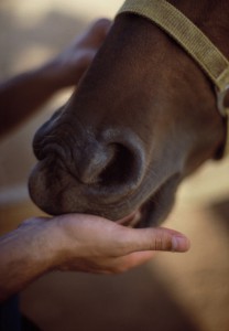 Crimped Oats being hand feed to a horse.