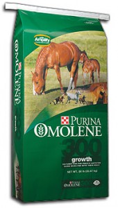 Feeding Brood Mares