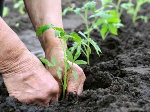 PlantingTomatoes